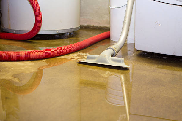 Best Mold removal after water damage  in Black Jack, MO